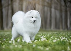 Samojed na łące