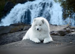 Samojed na tle wodospadu