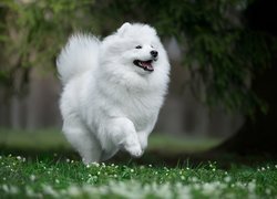 Samojed na trawie