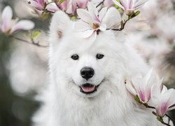 Biały, Pies, Uśmiech, Samojed, Kwiaty, Magnolia