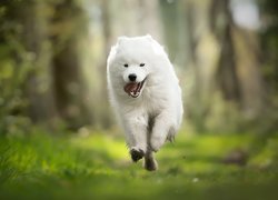 Samojed w biegu