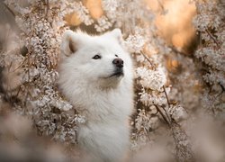 Samojed w okwieconych gałązkach