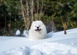 Biały, Pies, Samojed, Śnieg