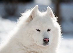 Samojed, Pies, Puszysty, Biały