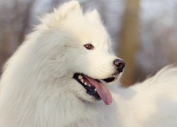 Samojed z jęzorem na wierzchu