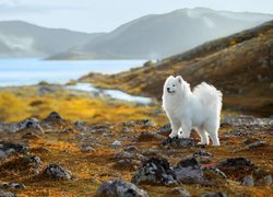 Biały, Pies, Samojed, Góry, Jezioro, Kamienie