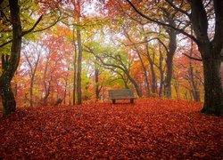 Samotna ławka w parku jesienią