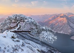 Samotna ośnieżona sosna na skale nad rzeką w górach