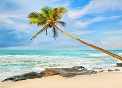 Samotna palma pochylona nad morską plażą