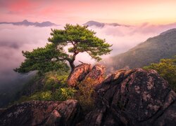 Samotna sosna na górze Jebibong w Korei Południowej