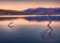 Samotne drzewko na jeziorze Wanaka w Nowej Zelandii