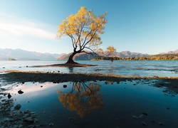 Samotne drzewo na jeziorze Wanaka jesienią