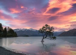 Jezioro Wanaka, Drzewa, Zachód słońca, Chmury, Pochylone, Drzewo, Góry, Region Otago, Nowa Zelandia