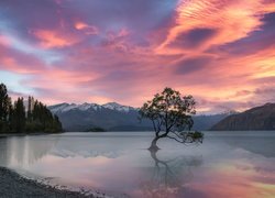 Samotne drzewo na Jeziorze Wanaka o zachodzie słońca