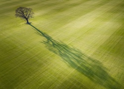 Samotne drzewo na polu w angielskiej wsi Everingham