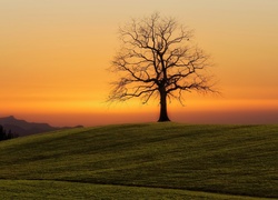 Samotne drzewo na polu w blasku zachodzącego słońca