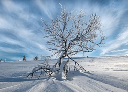 Samotne drzewo na polu zasypanym śniegiem