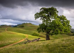 Wzgórza, Ścieżka, Łąki, Drzewo, Chmury 
 




































