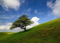 Samotne drzewo na wzgórzu