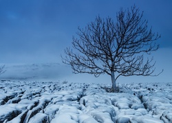Samotne drzewo na zaśnieżonym polu