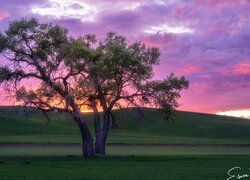Samotne drzewo na zielonych wzgórzach Palouse pod kolorowymi chmurami