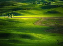 Stany Zjednoczone, Stan Waszyngton, Palouse, Wzgórza, Łąki, Drzewo