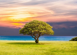 Samotne drzewo nad morzem