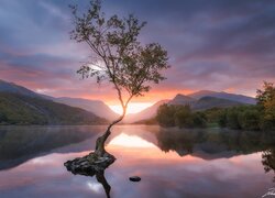 Samotne drzewo w jeziorze Llyn Padarn w blasku zachodzącego słońca