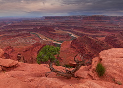 Samotne drzewo w parku stanowym Dead Horse Point