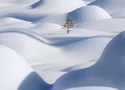 Samotne drzewo wśród śnieżnych zasp