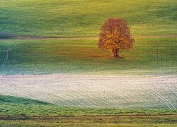 Samotne pożółkłe drzewo na oszronionym polu