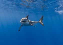 Samotnie pływający rekin