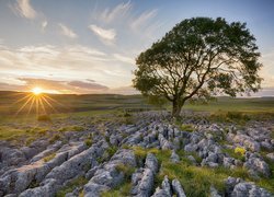 Samotny jesion na skałach w Parku Narodowym Yorkshire Dales