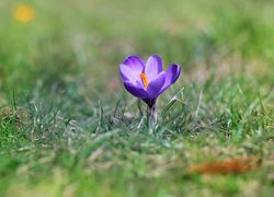 Liliowy, Krokus, Trawa
