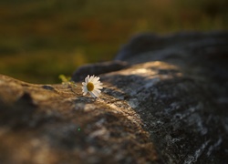 Samotny kwiat margerytki na kłodzie w blasku światła