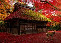 Sarna przed drewnianym domkiem pośród jesiennych drzew