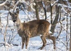 Sarna wśród drzew w zimowym lesie