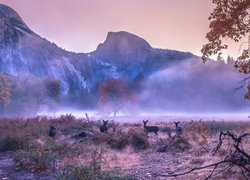 Stany Zjednoczone, Kalifornia, Park Narodowy Yosemite, Góry, Jesień, Mgła, Drzewa, Sarny