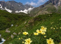 Góry, Alpy Pennińskie, Rzeka, Rośliny, Żółte, Kwiaty, Sasanki alpejskie, Włochy