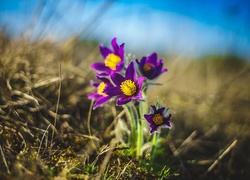 Kwiaty, Sasanki, Wiosna