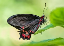 Scarlet mormon na liściu