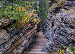 Skały, Schody, Drzewa, Las, Rośliny, Park Narodowy Jasper, Kanada