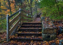 Stany Zjednoczone, Stan Connecticut, Miasto Kent, Park stanowy Kent Falls, Schody, Liście, Drzewa, Jesień