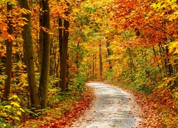 Ścieżka biegnaca przez las wśród jesiennych drzew