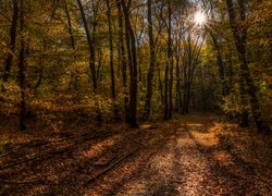 Ścieżka i drzewa w jesiennym lesie w promieniach słońca