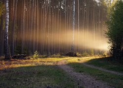 Ścieżka i drzewa w słonecznym blasku