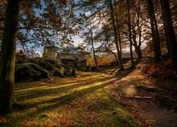 Jesień, Drzewa, Ścieżka, Dom, Wieża, Zamek, Dolbadarn Castle, Park Narodowy Snowdonia, Walia