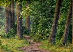 Ścieżka między drzewami w lesie