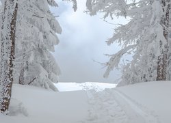 Zima, Ośnieżone, Drzewa, Koleiny, Ścieżka