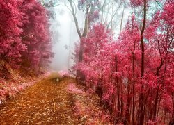 Mgła, Ścieżka, Drzewa, Czerwone, Liście, Jesień